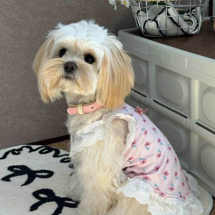Pastel Paradise dog collar - fluffy white dog wearing pink floral dress with pink collar