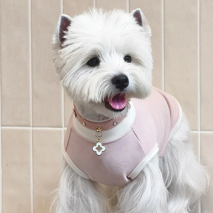 Pink flower leather collar on dog with matching pink outfit - fashion editorial