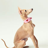 Pink heart cutout leather collar on brown greyhound - side profile