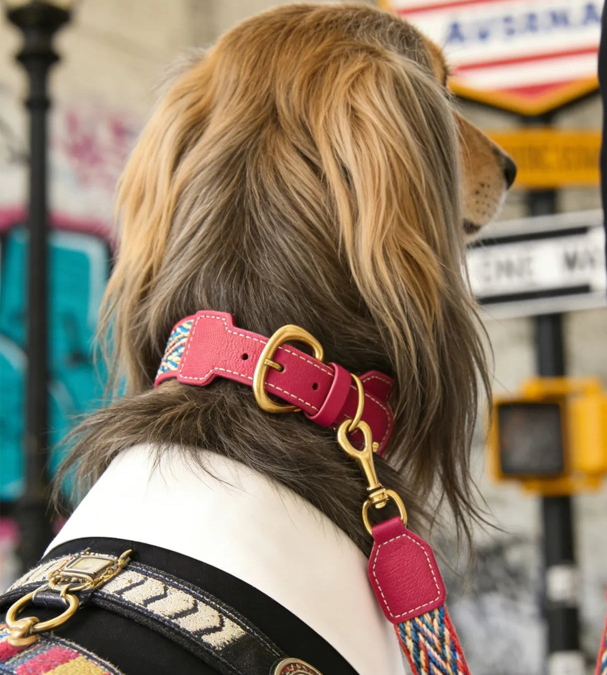 A long-haired dog wearing a bright pink leather collar and a matching multi-colored woven leash with gold-toned metal hardware, set against an urban city background with street signs.