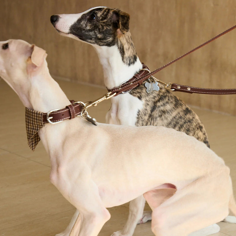 Greyhound walking with leather leash and plaid bandana collar set - outdoor
