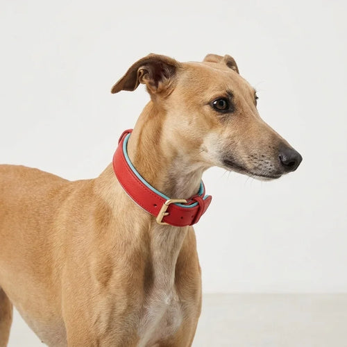 Genuine Leather Dog Collar - sighthound wearing red leather collar with blue lining, profile view