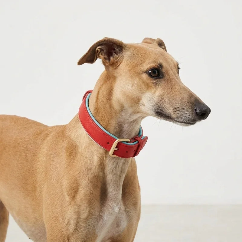 Genuine Leather Dog Collar - sighthound wearing red leather collar with blue lining, profile view