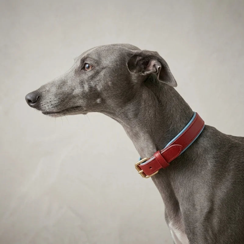 Genuine Leather Dog Collar - sighthound wearing red leather collar with blue lining, close-up