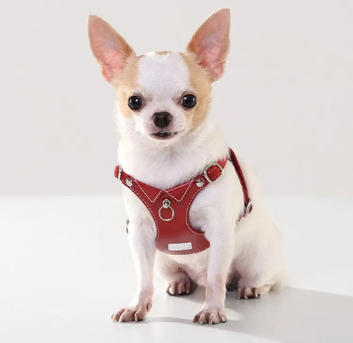 A small white and tan Chihuahua sits against a white background wearing a high-quality red leather dog harness with silver hardware and white stitching.