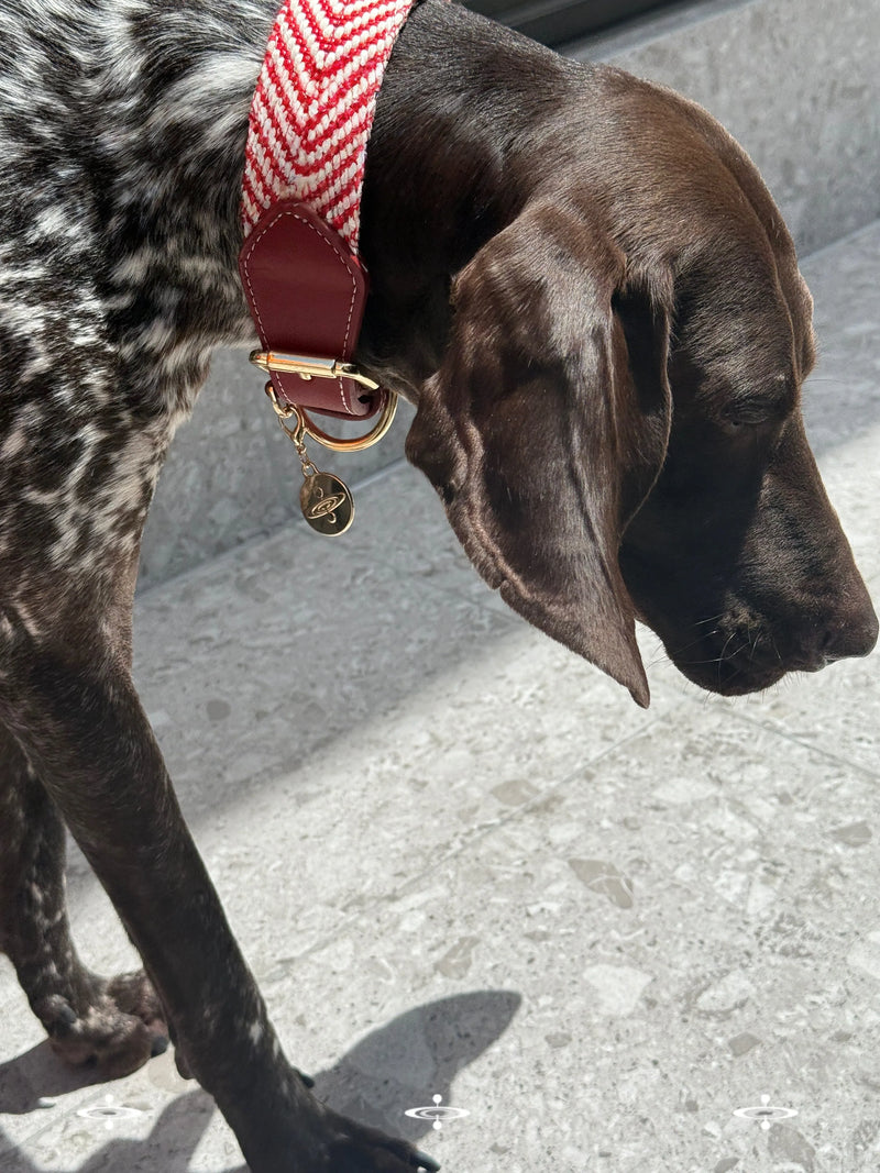 A German Shorthaired Pointer dog wears a stylish red and white chevron woven collar with maroon leather accents and gold-toned hardware on a light grey tile floor.