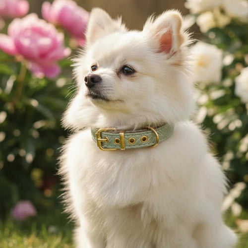 A professional studio shot of three textured leather pet collars in sage green, gold, and pink, showcasing their intricate braided patterns and gold hardware.