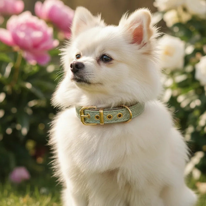 A professional studio shot of three textured leather pet collars in sage green, gold, and pink, showcasing their intricate braided patterns and gold hardware.