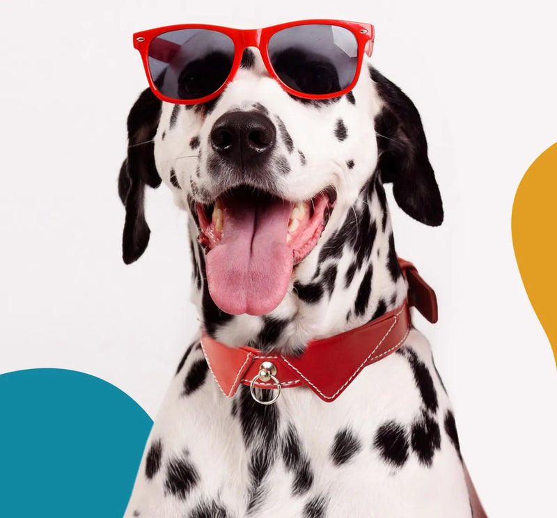 A happy Dalmatian dog wearing a sophisticated red leather dog collar with a formal shirt lapel design and matching red-rimmed sunglasses.