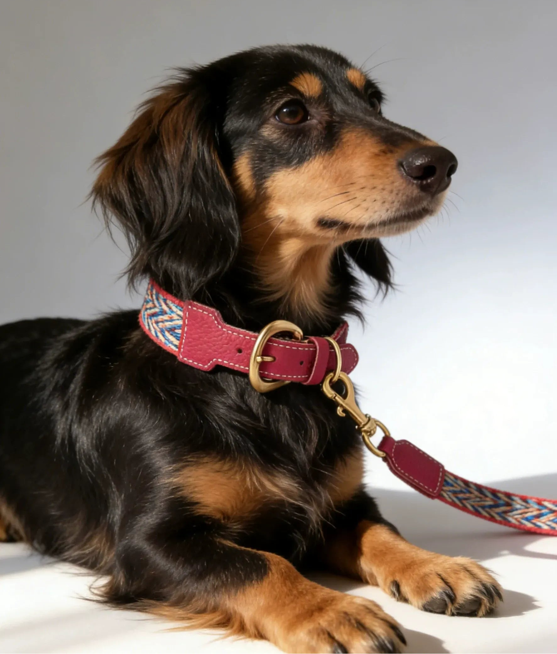 A long-haired black and tan dachshund wearing a Sumlee Pet premium raspberry red leather and woven collar with a matching leash and solid brass hardware in a studio setting.