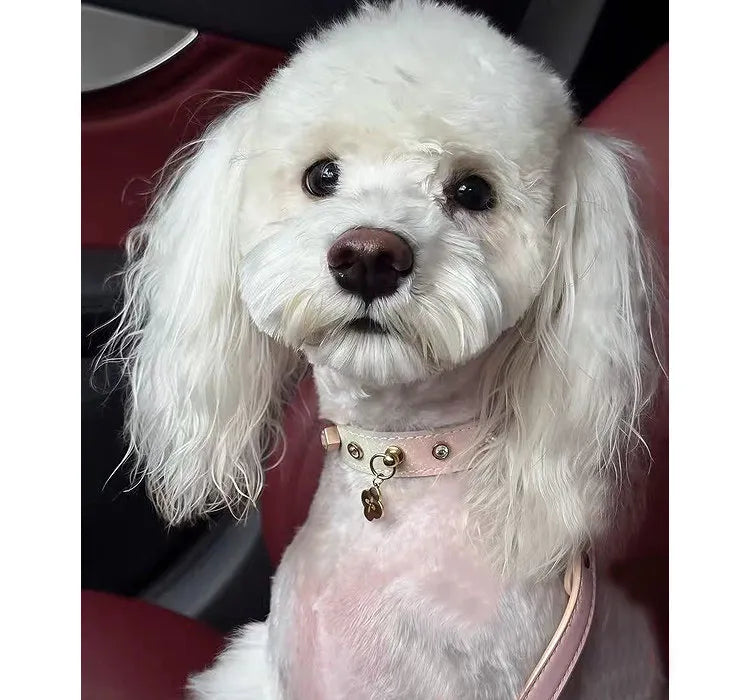 A small white fluffy dog with dark eyes sits inside a car on maroon leather seats, wearing a stylish light pink iridescent pet collar with gold studs and a decorative flower charm.