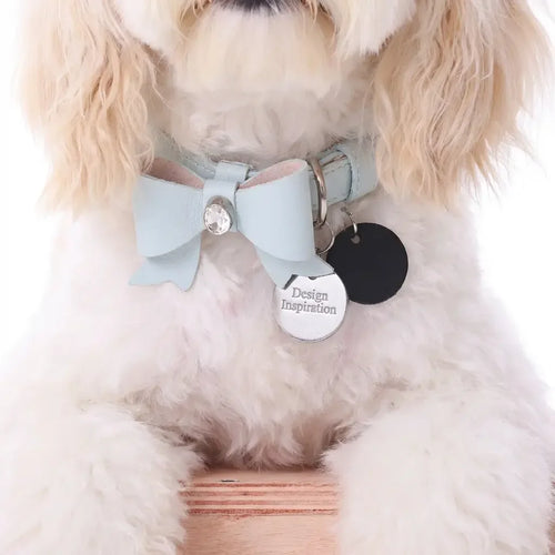 A small, fluffy white dog wearing a light blue bow collar and matching star-shaped hair clips, sitting in a studio with its tongue out against a white background.