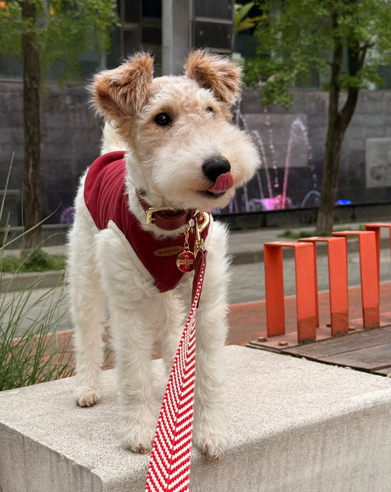 A Wire Fox Terrier dog wearing a stylish burgundy red harness and matching leather collar, standing outdoors with a red and white chevron patterned leash, with a fountain in the blurred background.